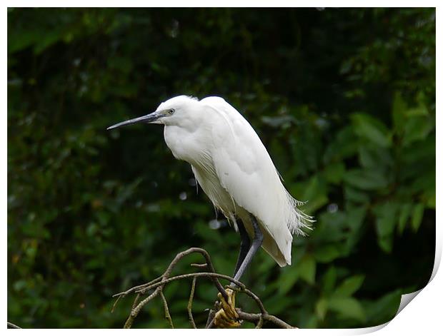 Little Egret Print by sharon bennett