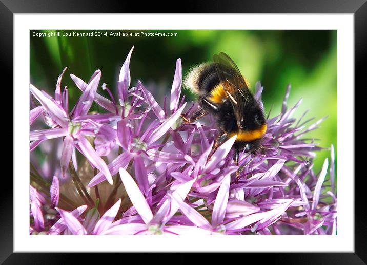 Bee 4 Framed Mounted Print by Lou Kennard