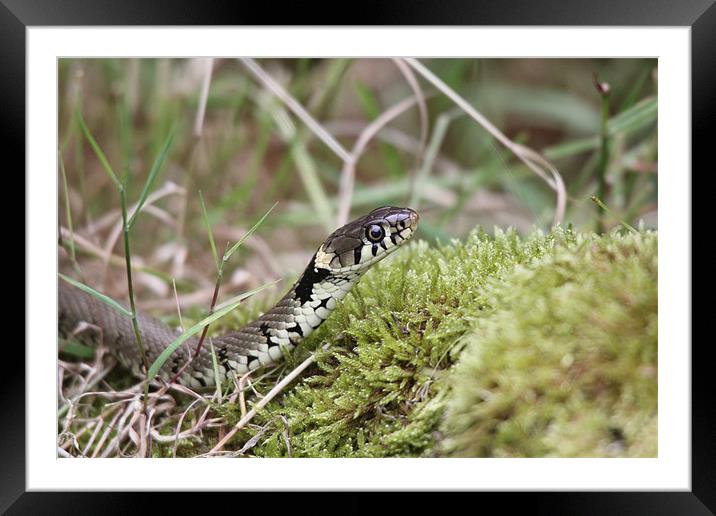 grass snake Framed Mounted Print by Martyn Bennett
