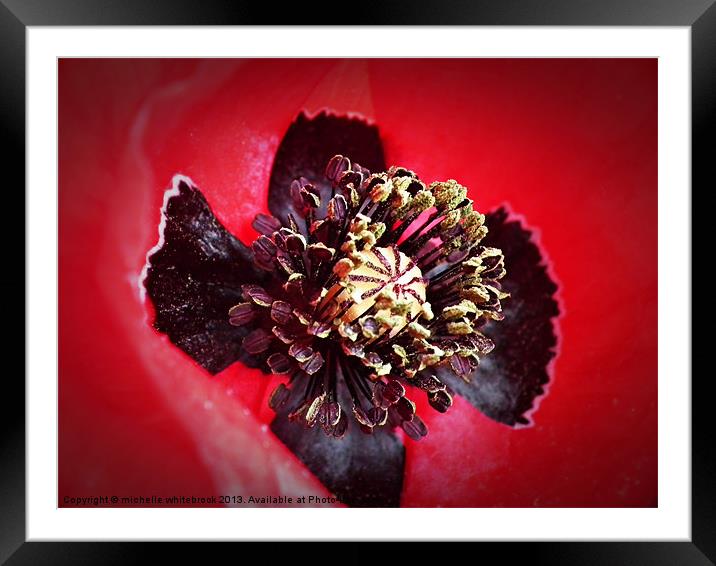 Poppy close up Framed Mounted Print by michelle whitebrook