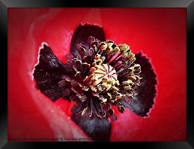 Poppy close up Framed Print by michelle whitebrook