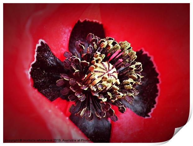 Poppy close up Print by michelle whitebrook
