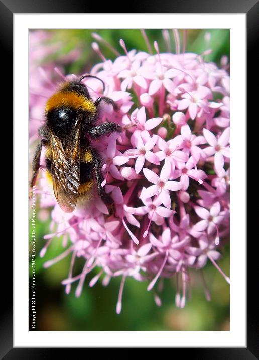 Bee on Flower Framed Mounted Print by Lou Kennard
