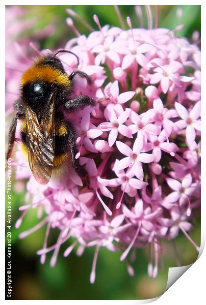 Bee on Flower Print by Lou Kennard