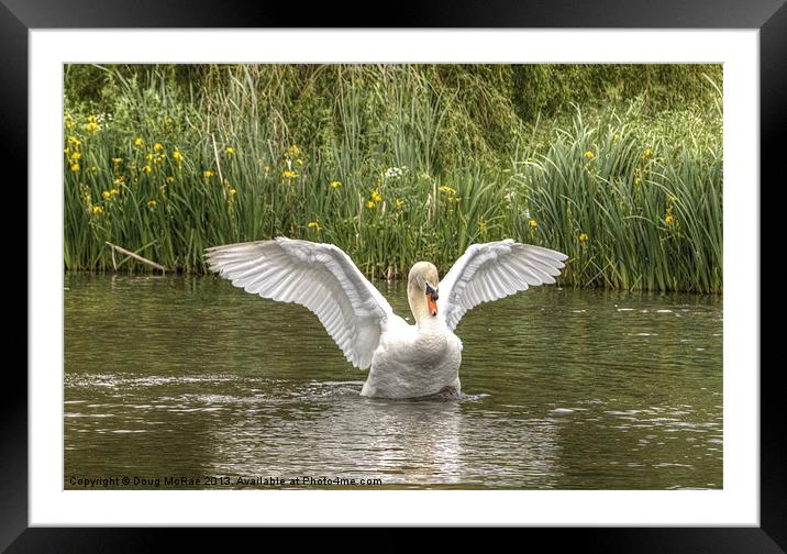 Swan Framed Mounted Print by Doug McRae