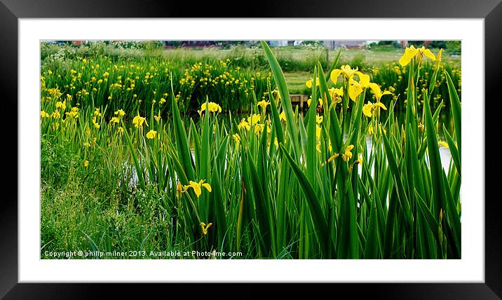 Lakeside Of Iris Framed Mounted Print by philip milner