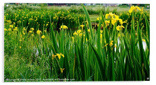 Lakeside Of Iris Acrylic by philip milner