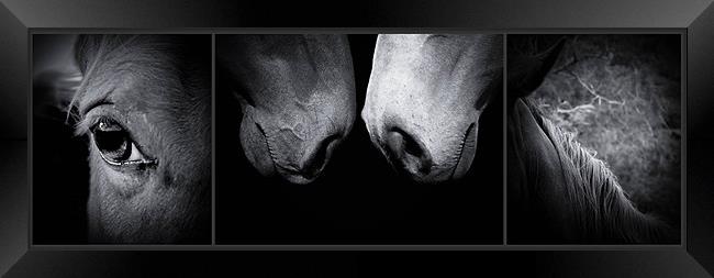 Horses Framed Print by Debra Kelday