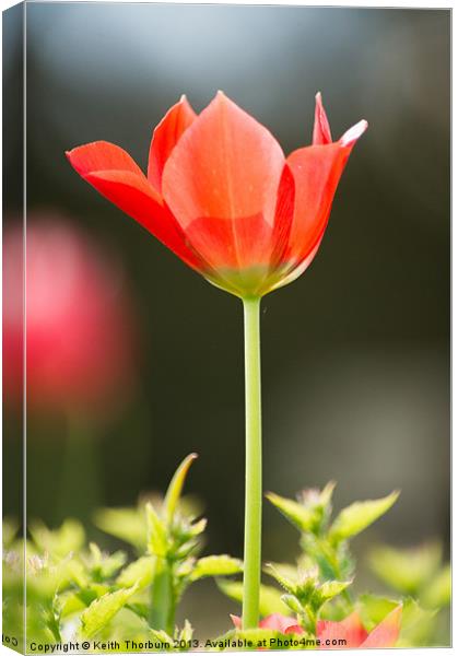 Red Tulip Flower Canvas Print by Keith Thorburn EFIAP/b