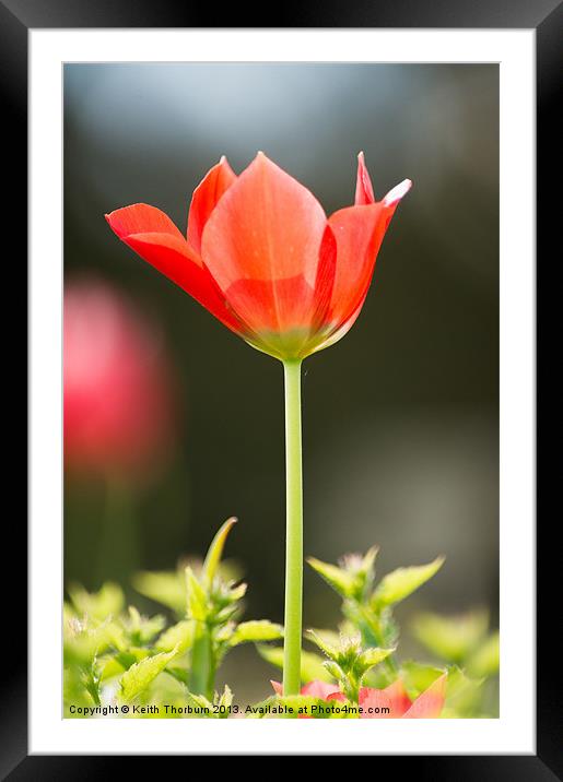 Red Tulip Flower Framed Mounted Print by Keith Thorburn EFIAP/b