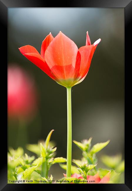 Red Tulip Flower Framed Print by Keith Thorburn EFIAP/b