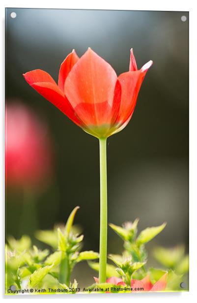 Red Tulip Flower Acrylic by Keith Thorburn EFIAP/b