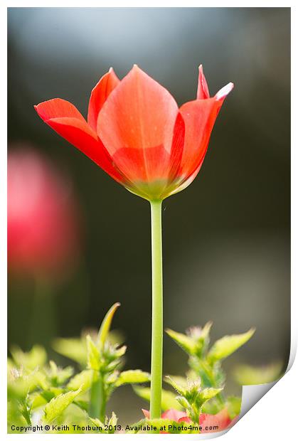 Red Tulip Flower Print by Keith Thorburn EFIAP/b