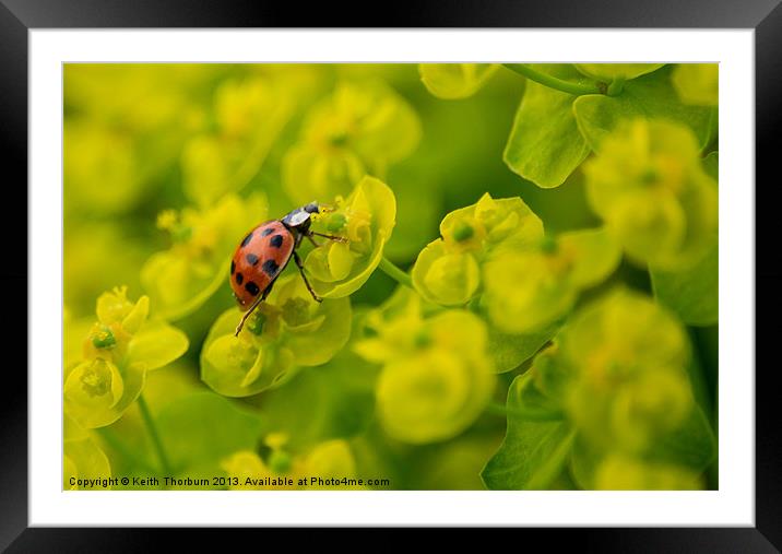 Ladybird on Flower Framed Mounted Print by Keith Thorburn EFIAP/b