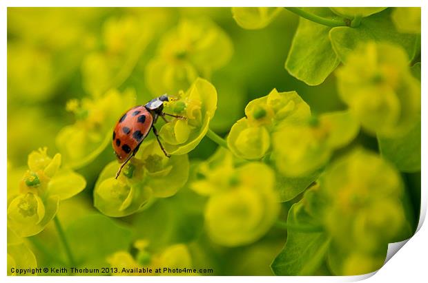 Ladybird on Flower Print by Keith Thorburn EFIAP/b