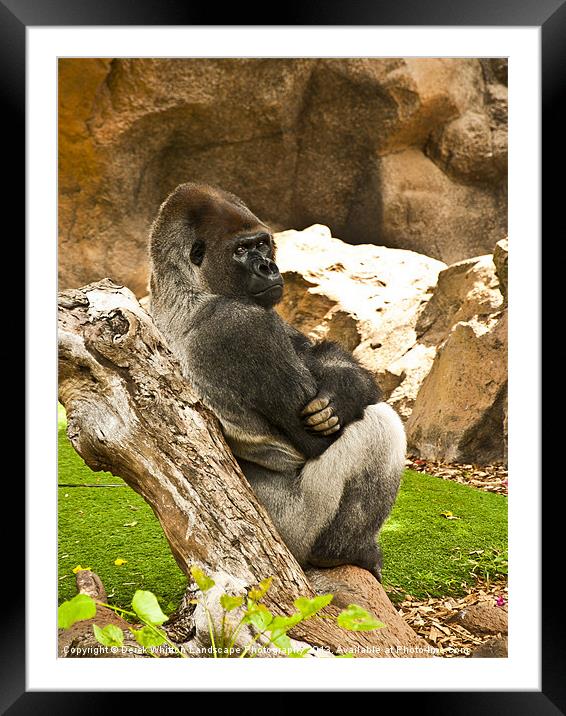 Laid Back Gorilla Framed Mounted Print by Derek Whitton