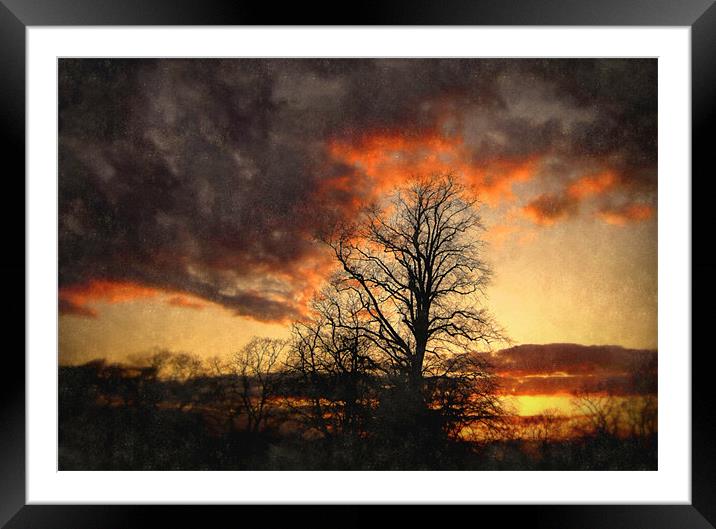 evening woods Framed Mounted Print by dale rys (LP)