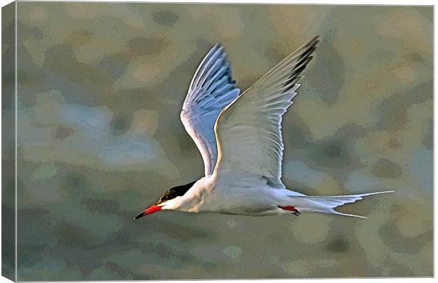 Common Tern Watercolour Texture 2 Canvas Print by Bill Simpson