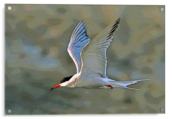 Common Tern Watercolour Texture 2 Acrylic by Bill Simpson