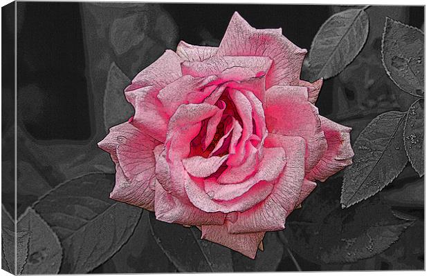 Single Pink Rose with texture Canvas Print by Bill Simpson