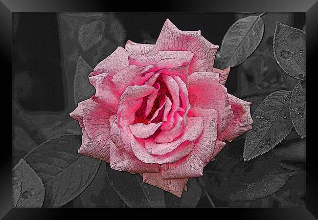 Single Pink Rose with texture Framed Print by Bill Simpson