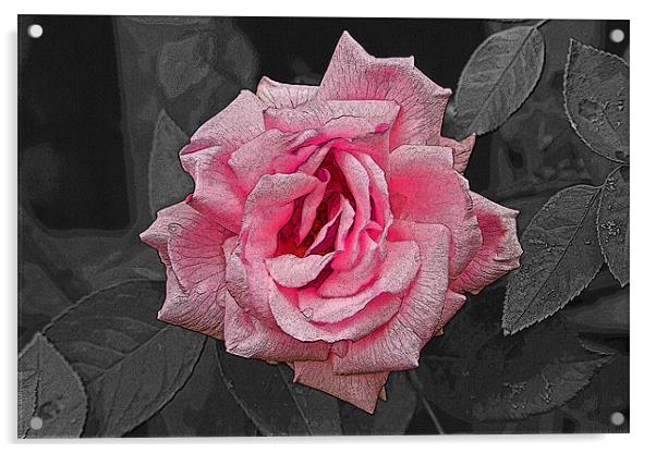 Single Pink Rose with texture Acrylic by Bill Simpson
