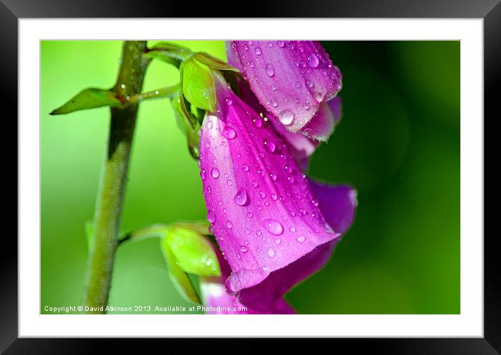 FOXGLOVE Framed Mounted Print by David Atkinson