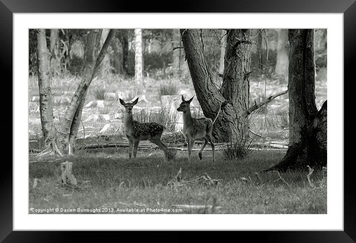 Red Deer Fawn Framed Mounted Print by Darren Burroughs