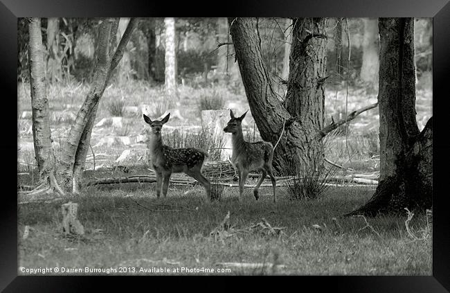 Red Deer Fawn Framed Print by Darren Burroughs