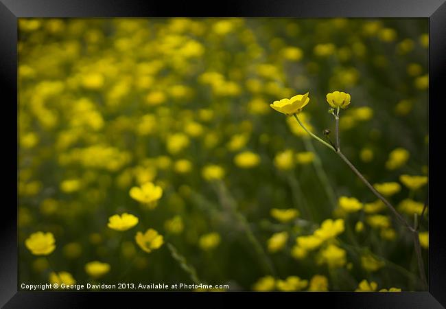 Buttercups Framed Print by George Davidson