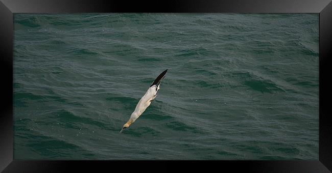 Gannet Framed Print by barbara walsh