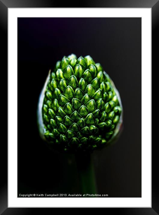 Allium Seed-head Framed Mounted Print by Keith Campbell