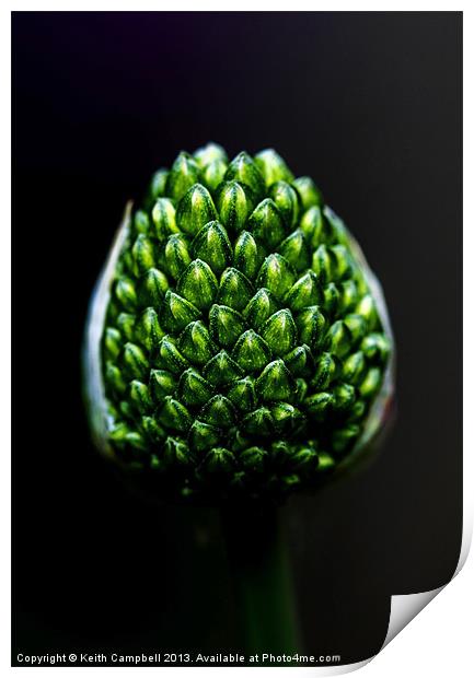Allium Seed-head Print by Keith Campbell