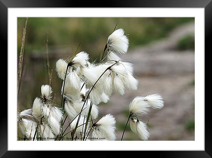 Cotton Grass Framed Mounted Print by Lady Debra Bowers L.R.P.S