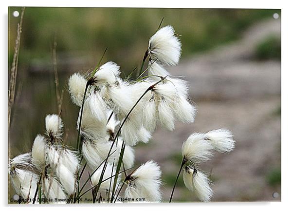 Cotton Grass Acrylic by Lady Debra Bowers L.R.P.S