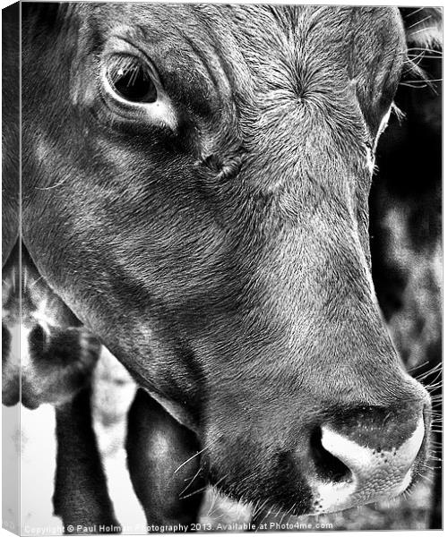 100% Beef Canvas Print by Paul Holman Photography