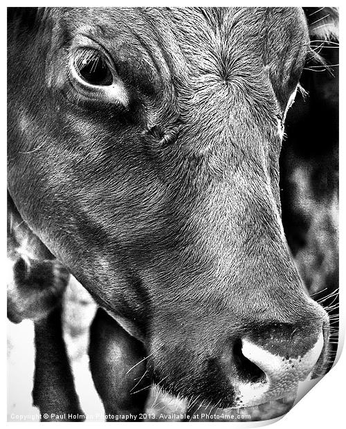 100% Beef Print by Paul Holman Photography