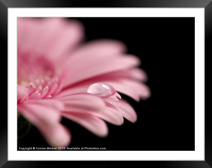In the Pink Framed Mounted Print by Corrine Weaver