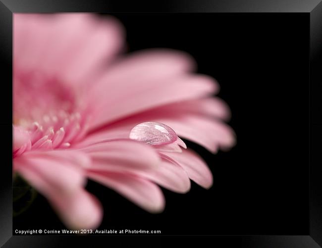 In the Pink Framed Print by Corrine Weaver
