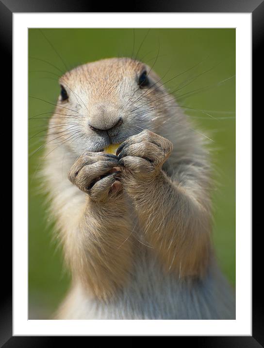 Funny Wild Adult Prairie Dog eating corn Framed Mounted Print by Lloyd Fudge