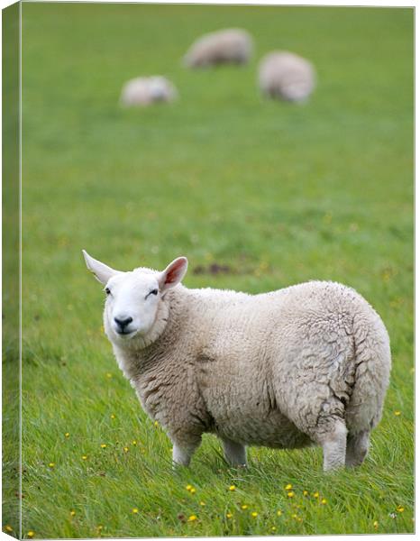 Sheep standing in field Canvas Print by Lloyd Fudge