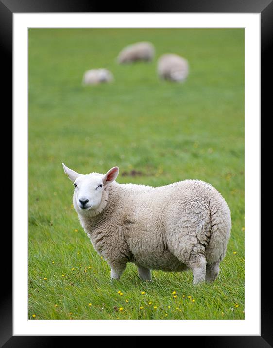 Sheep standing in field Framed Mounted Print by Lloyd Fudge