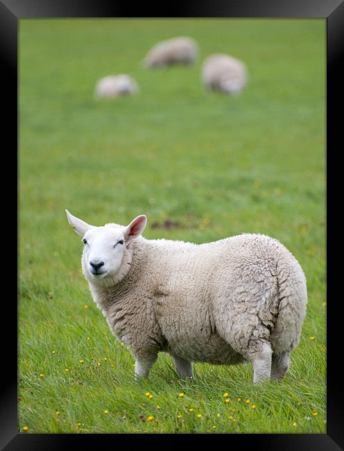 Sheep standing in field Framed Print by Lloyd Fudge