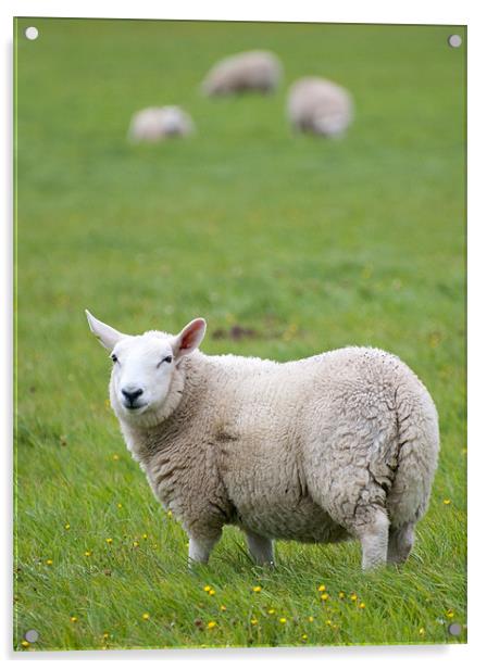 Sheep standing in field Acrylic by Lloyd Fudge