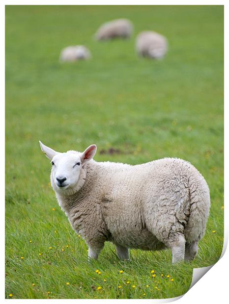 Sheep standing in field Print by Lloyd Fudge