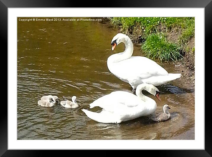 The Swan Family Framed Mounted Print by Emma Ward