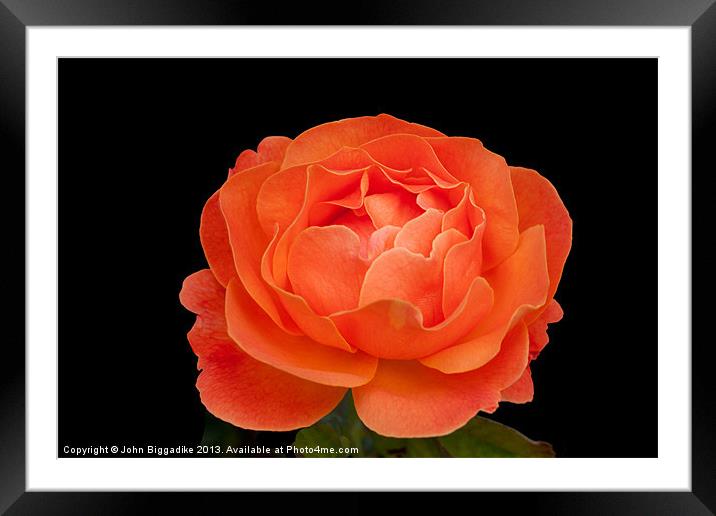 Orange Rose Framed Mounted Print by John Biggadike