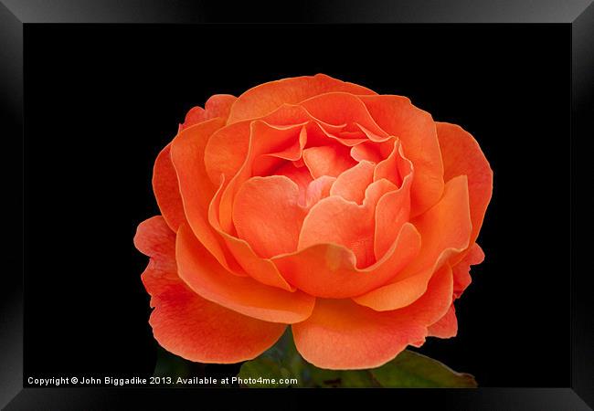 Orange Rose Framed Print by John Biggadike