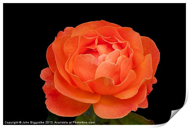 Orange Rose Print by John Biggadike