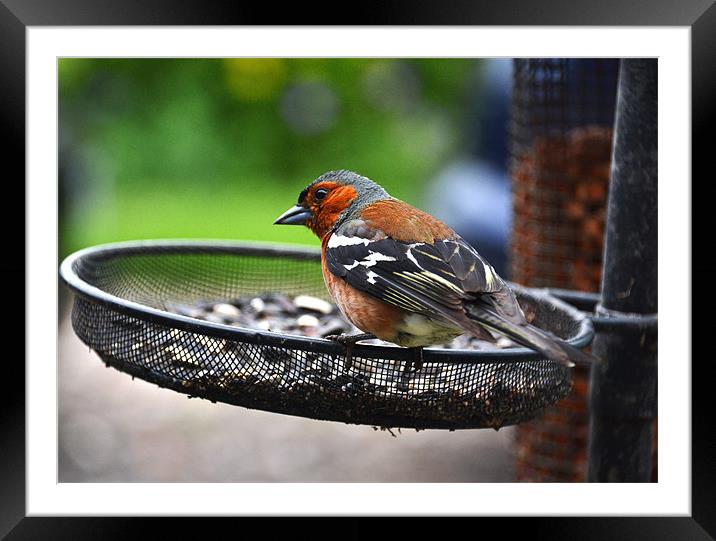 Common Chaffinch Framed Mounted Print by Shaun Cope